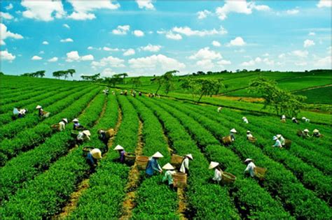  Understanding the Roots: A Comprehensive Exploration of Vietnamese Agricultural Practices